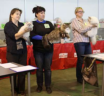 �������� �����  18-19 ������� 2014 ������������ ��� 169A3841 copy.jpg